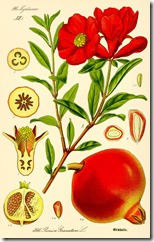 Illustration_Punica_granatum2