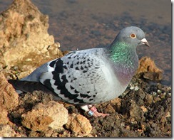 pigeon