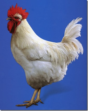 rooster